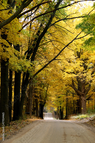 Autumn Road