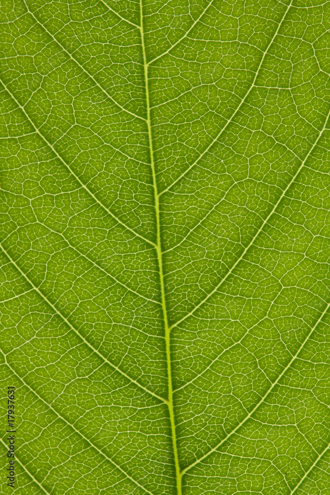leaf of lilac