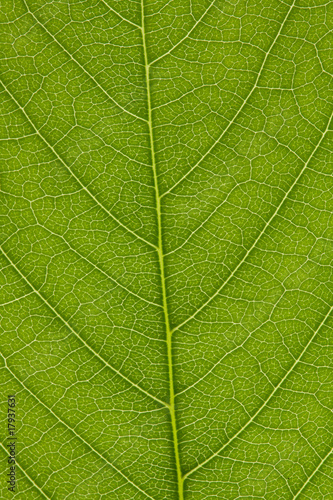leaf of lilac
