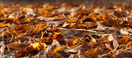 feuilles mortes sur le sol photo