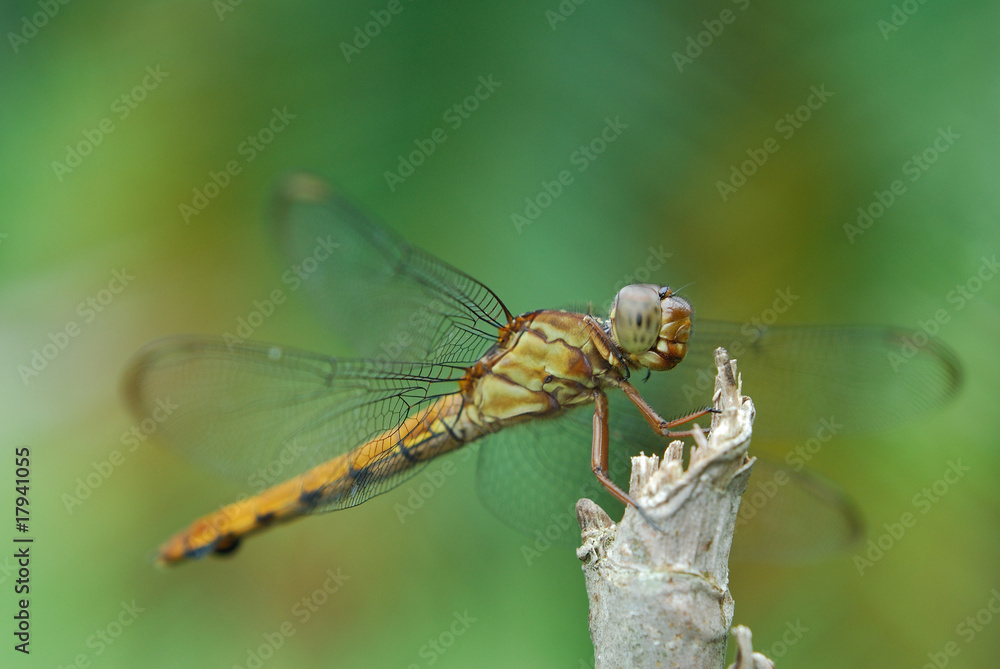 Libellula