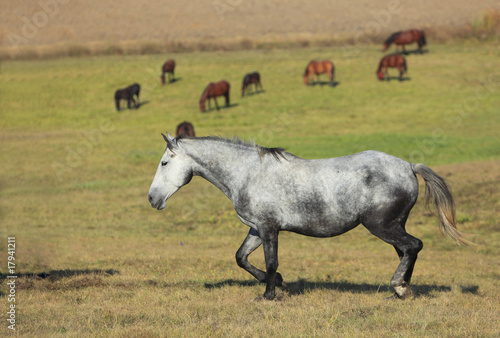 Herd of horses © Provisualstock.com