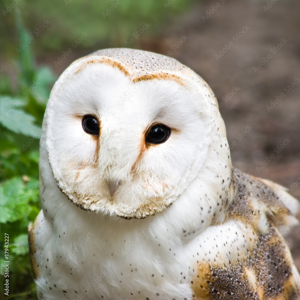 Obraz premium Barn owl or Church owl - square image