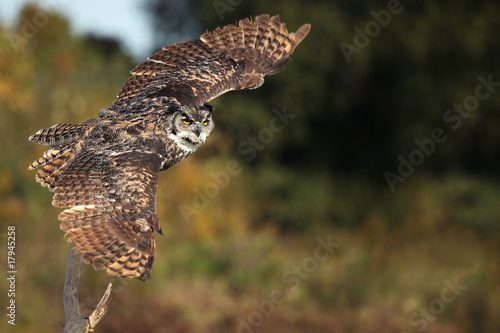 Great Horned Owl Taking Off