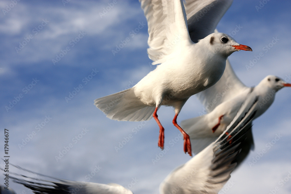 Obraz premium Möwen