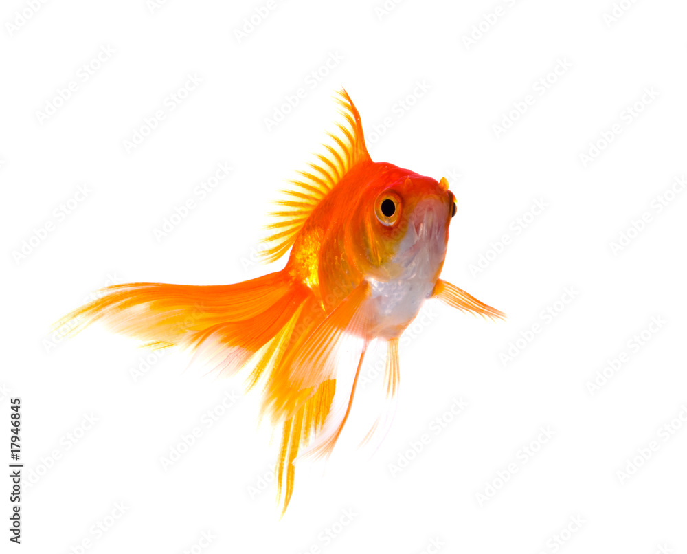 Fototapeta premium goldfish