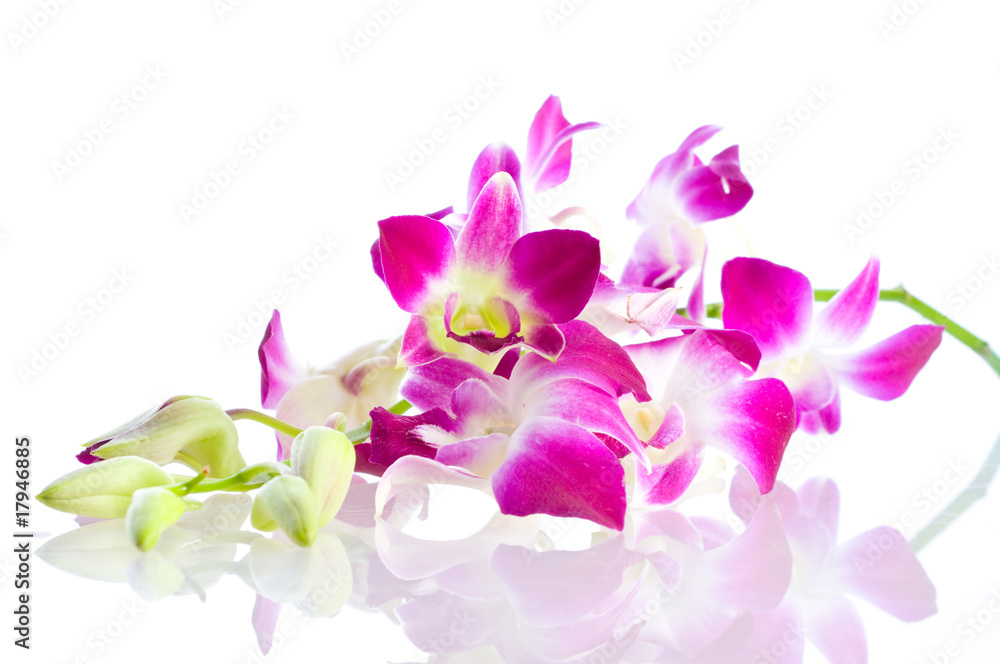 Orchid. Isolation on white Orchid. Isolation on white