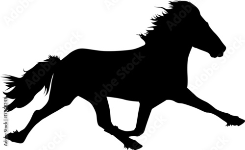 Pace05 - Icelandic Horse