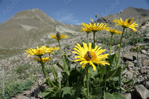 Doronic à grandes fleurs,Alpes