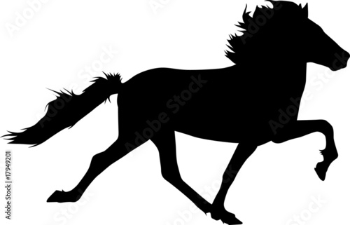 Toelt 07 - IcelandicHorse