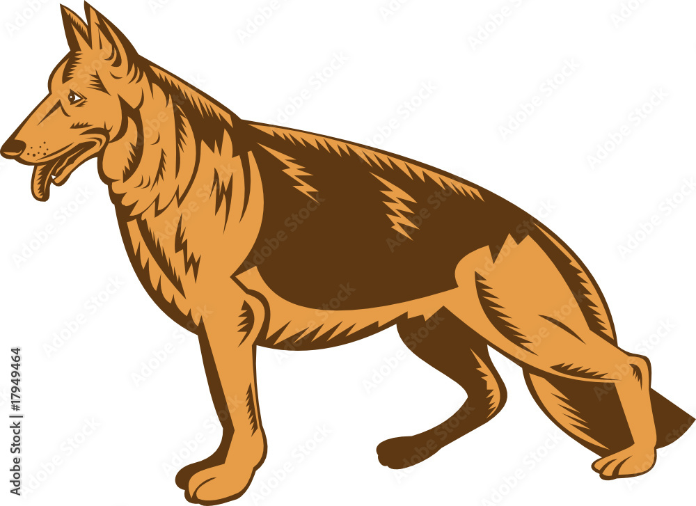 Fototapeta premium German shepherd dog