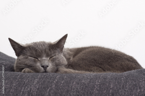 sleepy gray cat