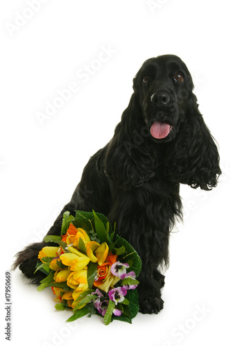 cocker et bouquet de fleurs photo