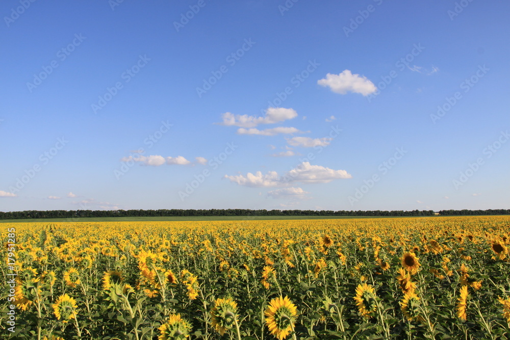 Sonnenblumenfelder nahe Charkiw - Ukraine