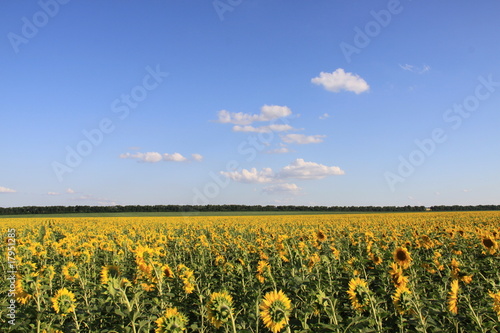 Sonnenblumenfelder nahe Charkiw - Ukraine