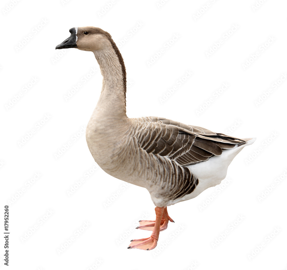 Domestic Goose Domestic Goose