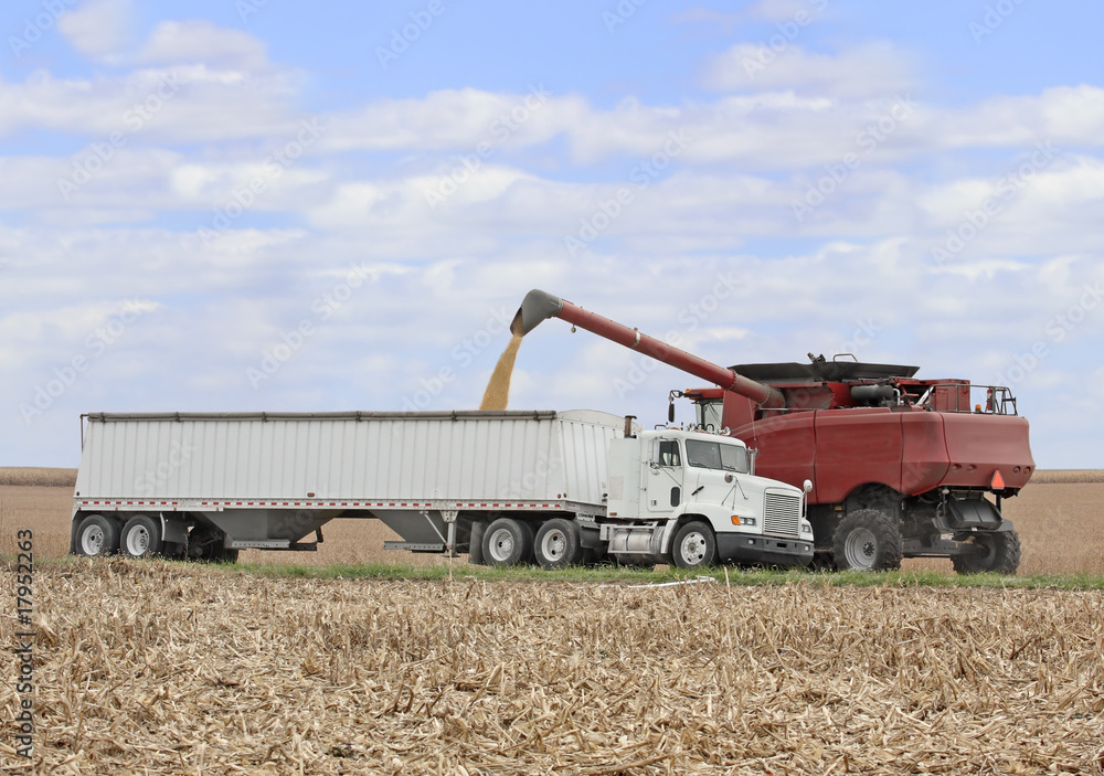 Naklejka premium Corn Harvest