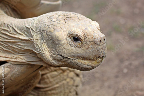Portrait einer Schildkröte