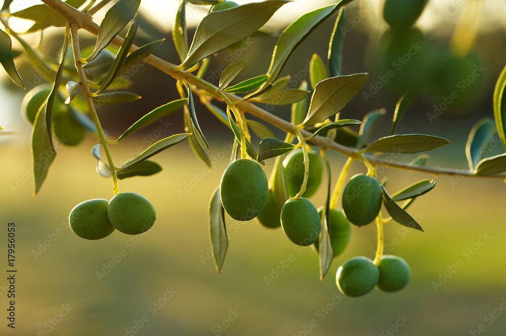Naklejka premium Detail of olive tree branch