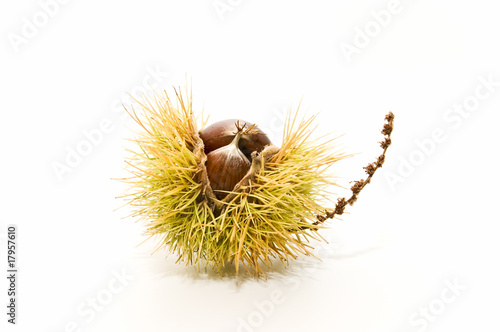 Wallpaper Mural Castañas 2 Torontodigital.ca