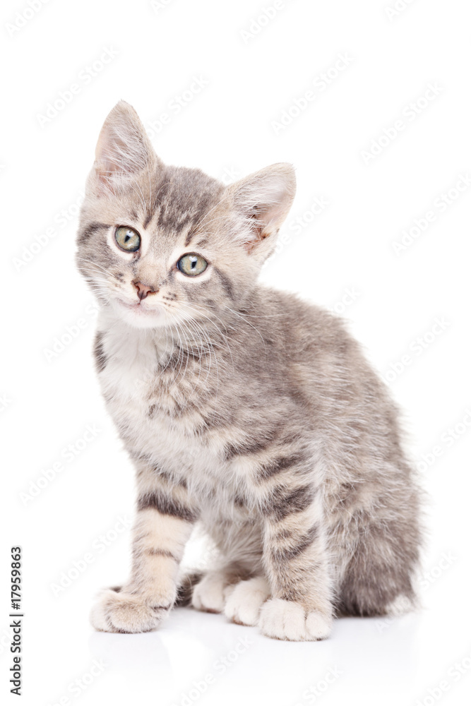 Gray cat isolated on white background