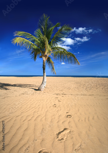 Tropical beach. Tenerife  Canary Islands.