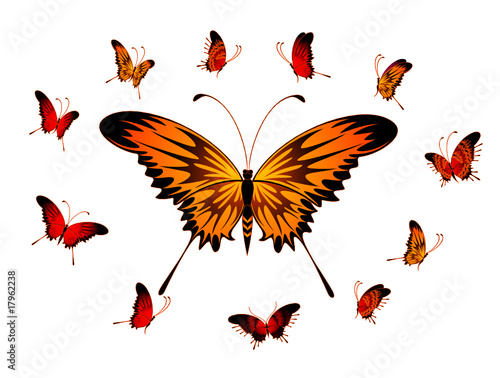set of  tropical butterflies on a white background for a design