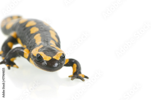 salamander closeup isolated on white background