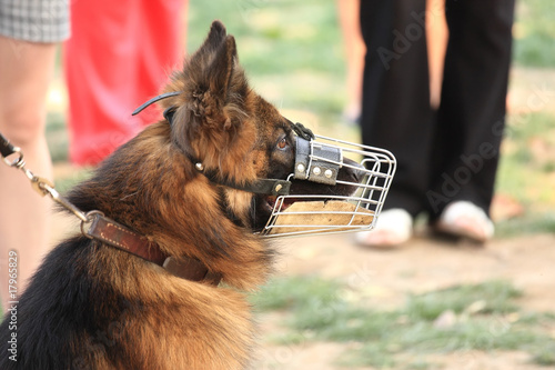 Slika na platnu Dog