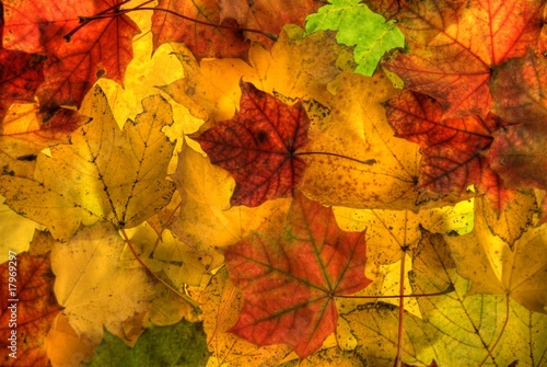 fall maple foliage background