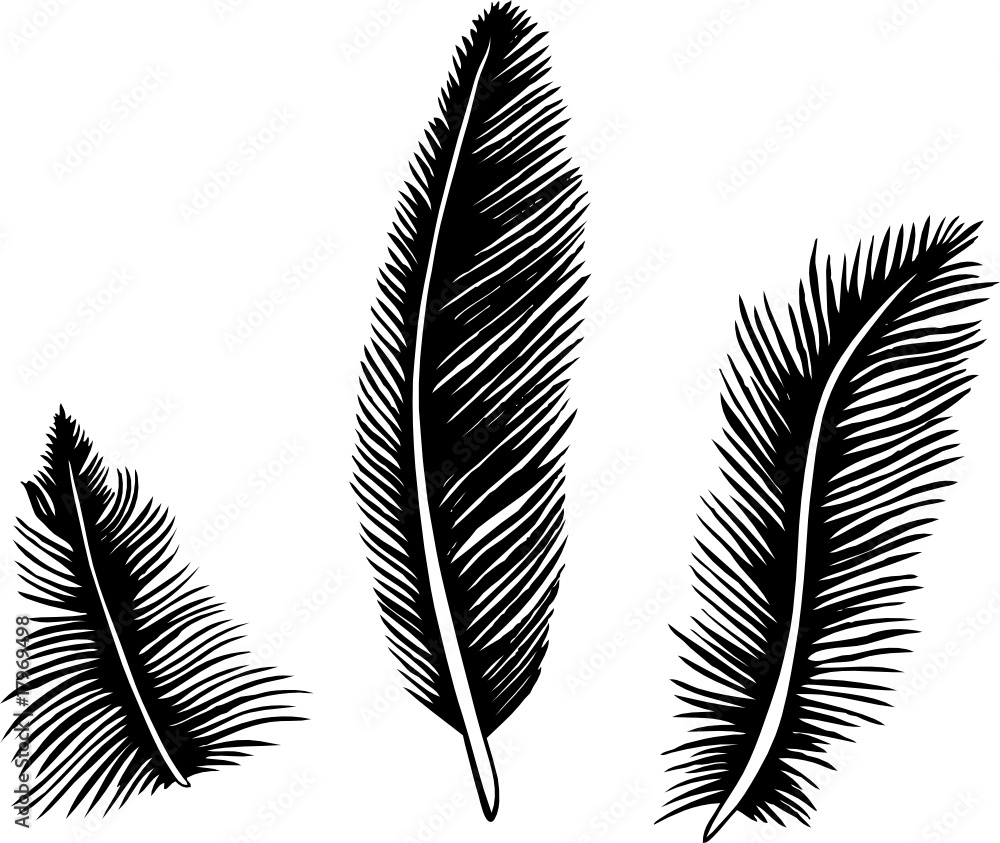 Vecteur Stock feather, bird, plume, pluma, Feder, Federn, Vogel