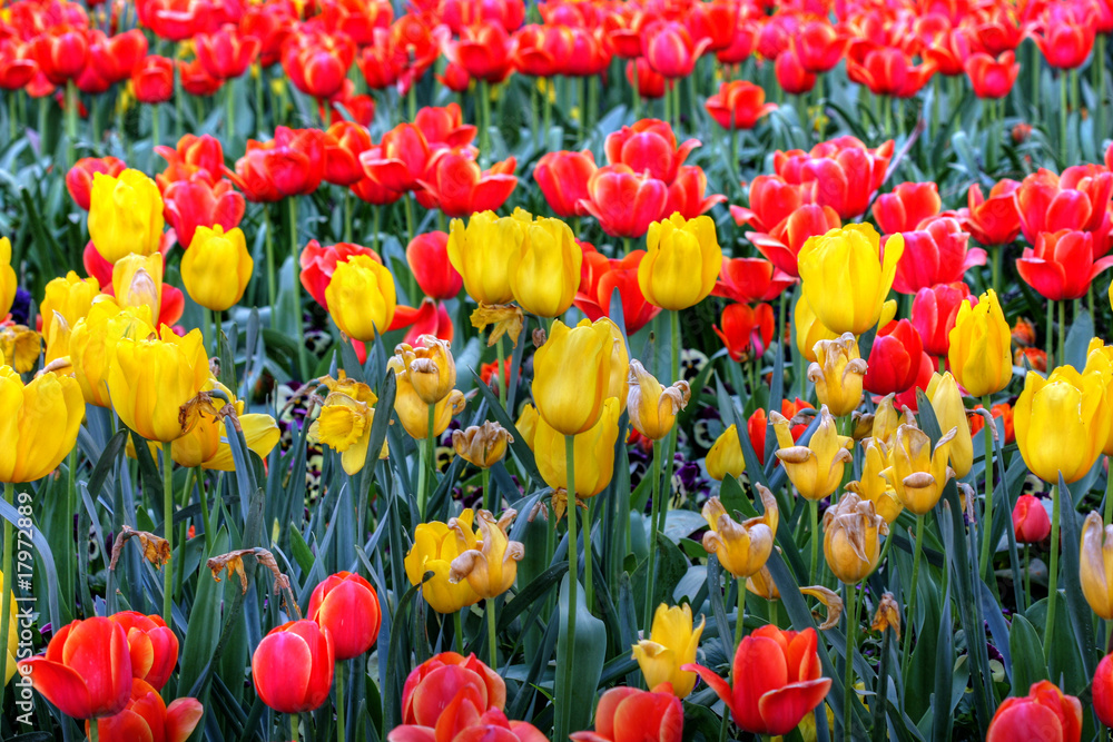 Fototapeta premium flowers in springtime