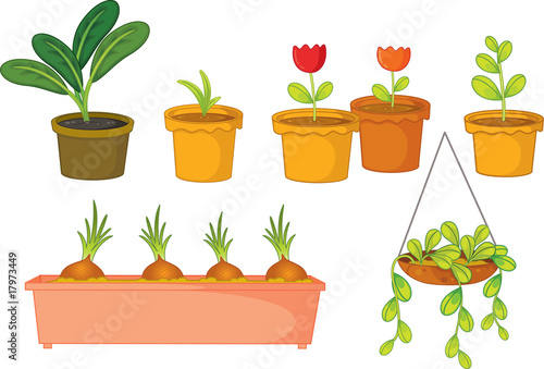 plants
