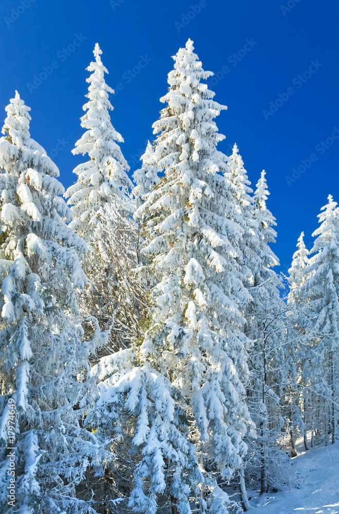 winter spruce trees winter spruce trees