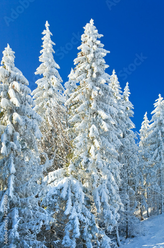 winter spruce trees