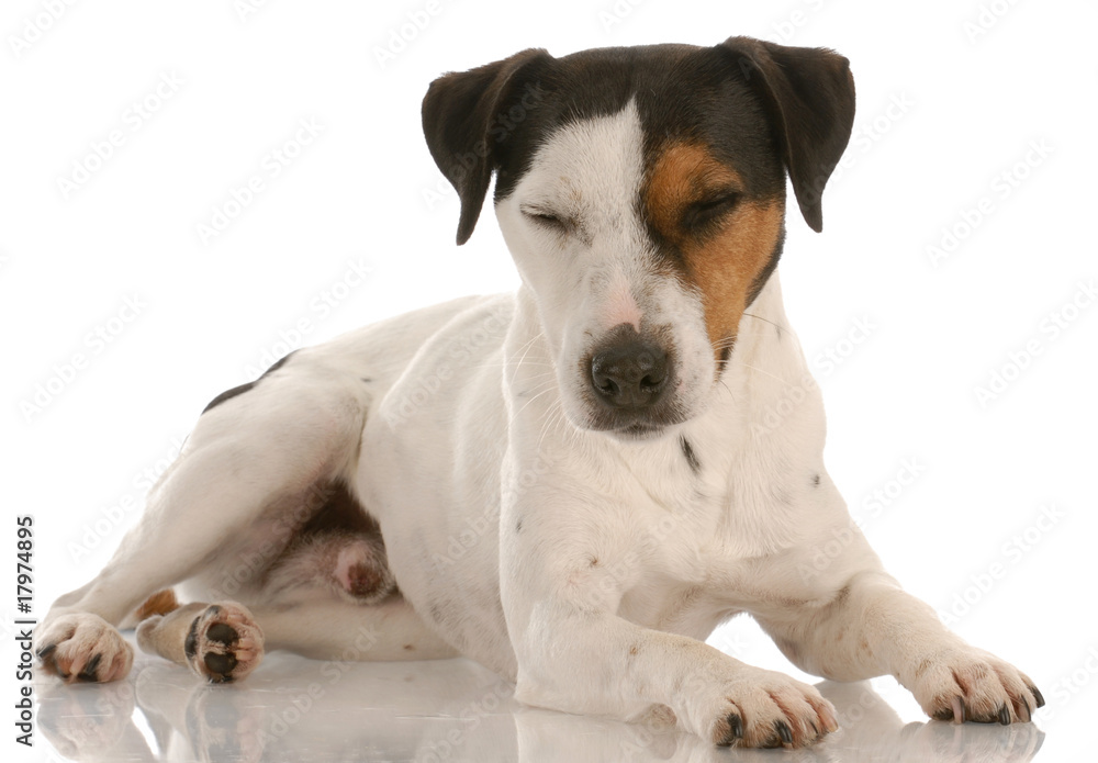 jack russel terrier laying down with eyes closed resting
