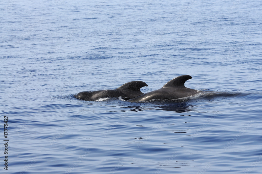 Naklejka premium Pilot whales at the coast of Tenerife, Canary Islands Spain
