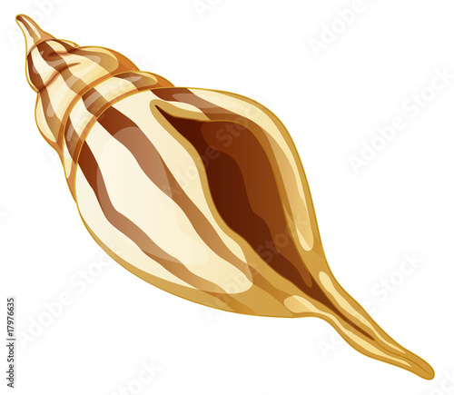sea shell