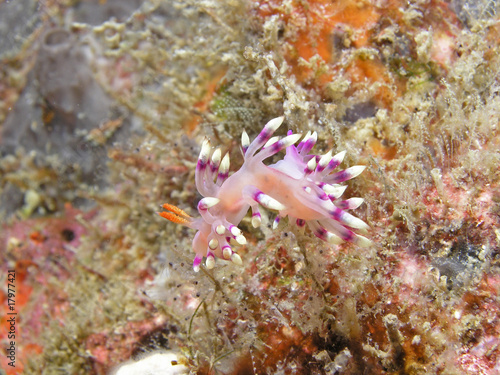 True Sea Slug- Flabellina Exoptata