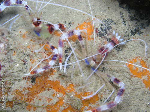 Banded coral shrimps