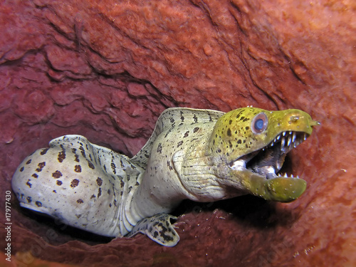 Moray eel found in tropical and temperate seas