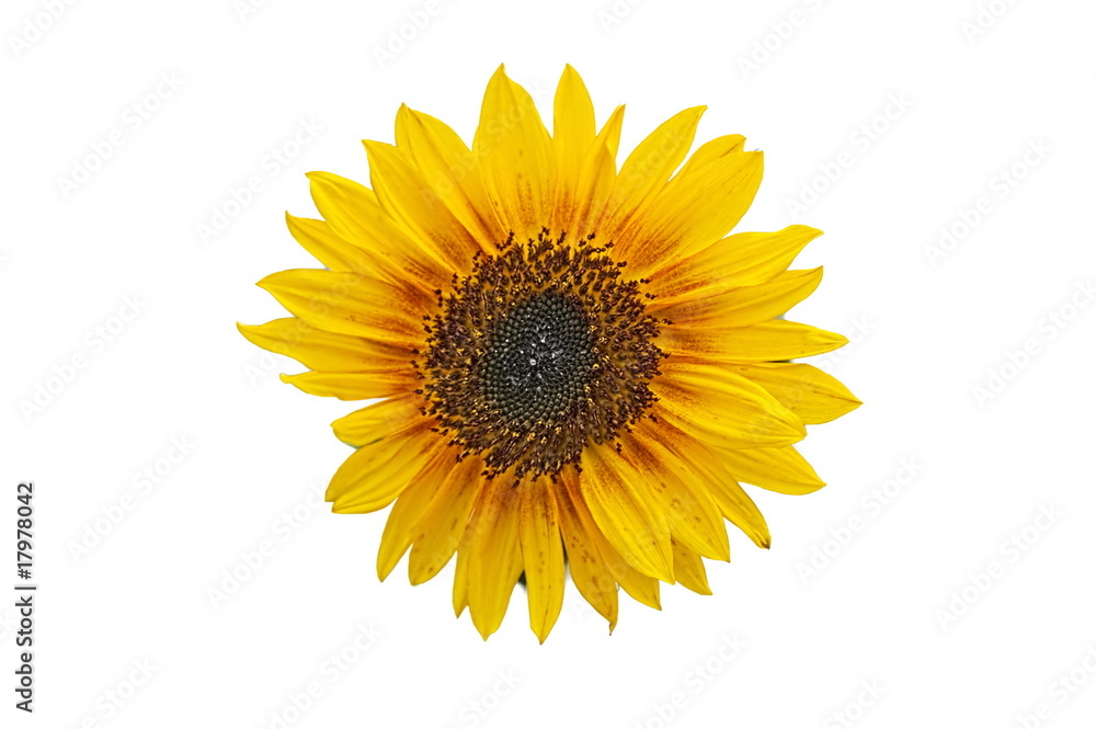 Naklejka premium Sunflower (free)
