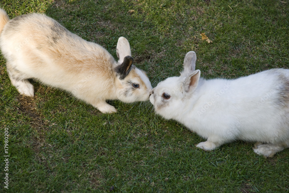 zwei kaninchen