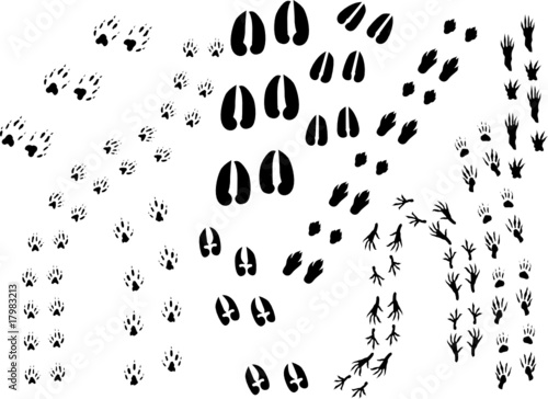 background with animal track