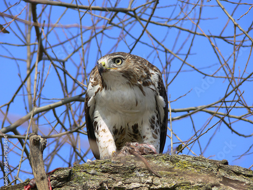 Slika na platnu Red-tailed Hawk Feeding On Marsh Rat Looking To Side