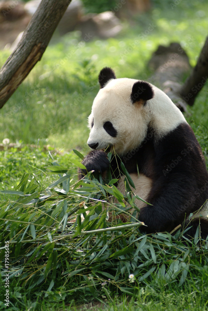 Giant pandas in a field Giant pandas in a field