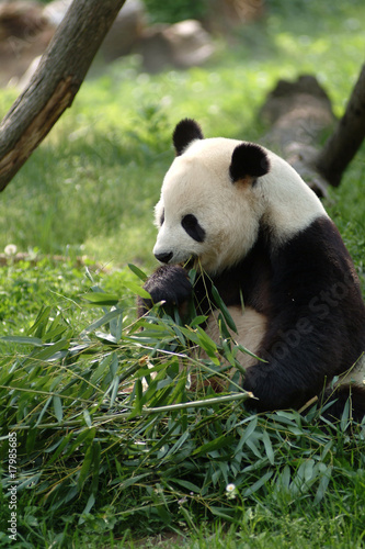 Fototapeta Naklejka Na Ścianę i Meble -  Giant pandas in a field