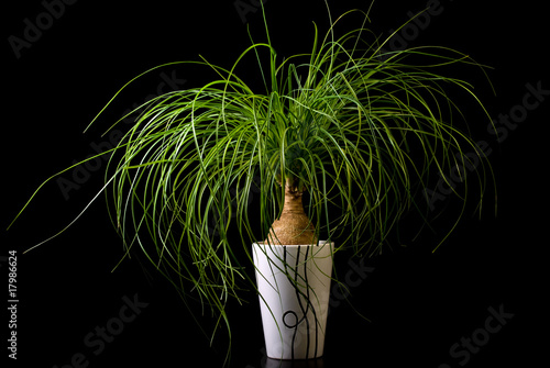 Flower in pot, Nolina
