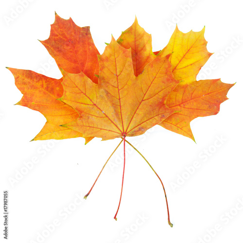 Wallpaper Mural Autumn leaves with clipping path Torontodigital.ca