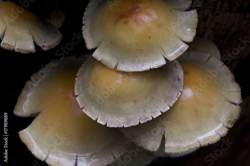 Pilzschirme von oben